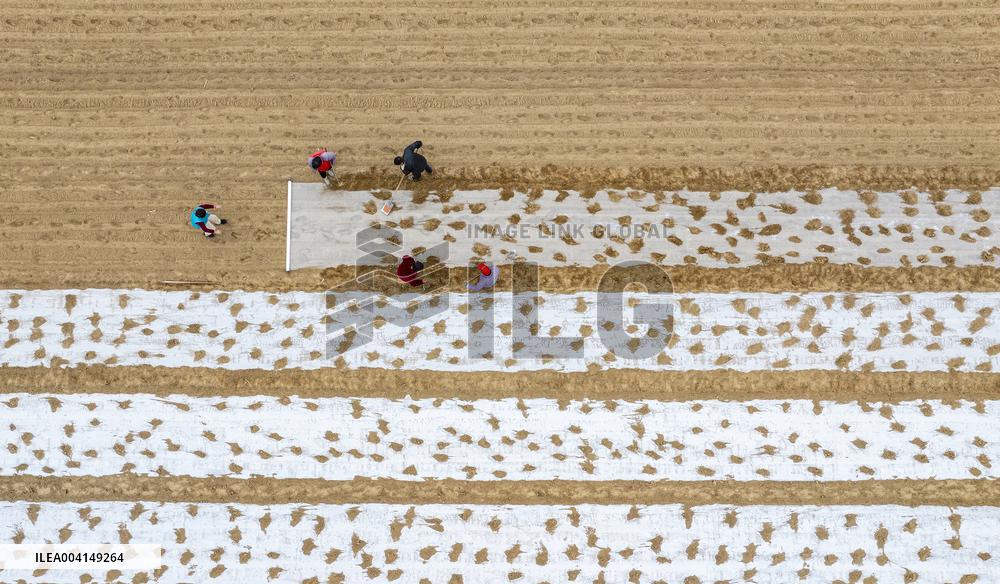 Farmers Sow Edamame in Suqian