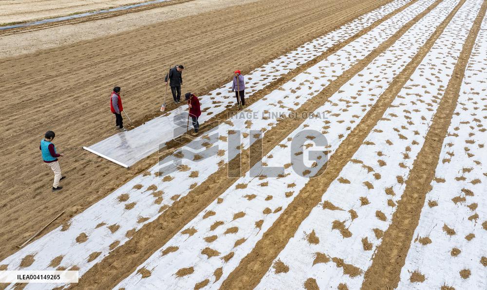 Farmers Sow Edamame in Suqian