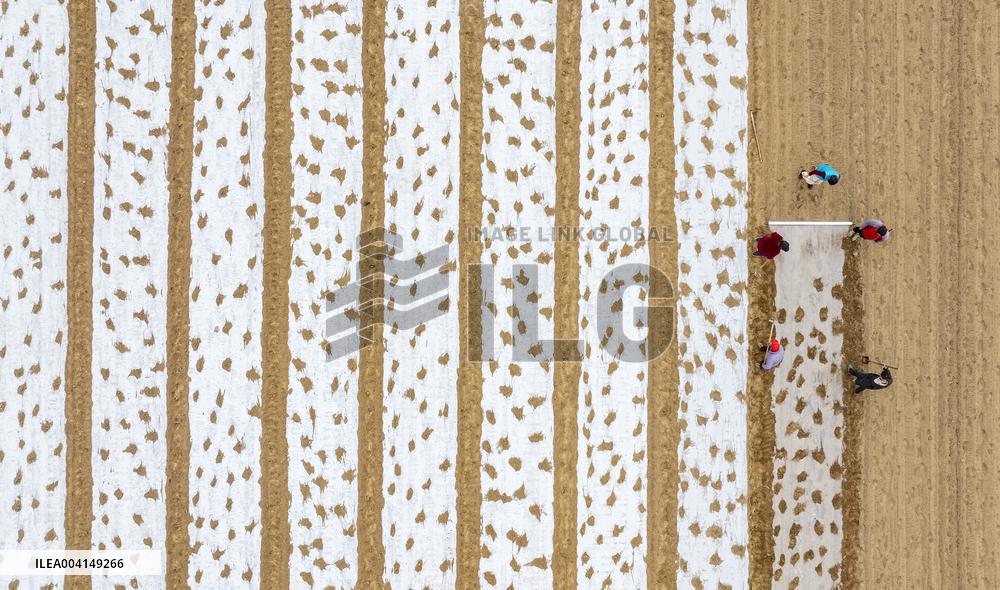 Farmers Sow Edamame in Suqian