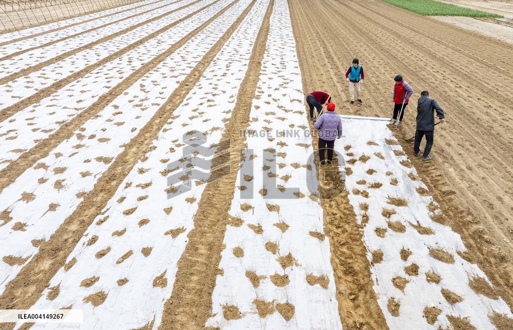 Farmers Sow Edamame in Suqian