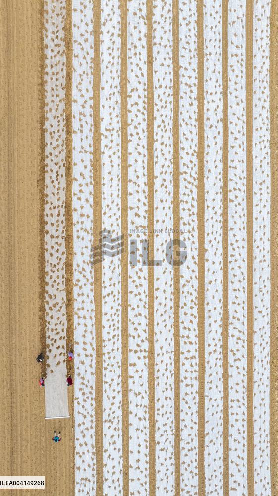 Farmers Sow Edamame in Suqian