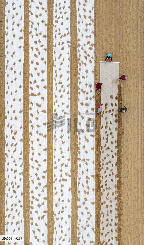Farmers Sow Edamame in Suqian