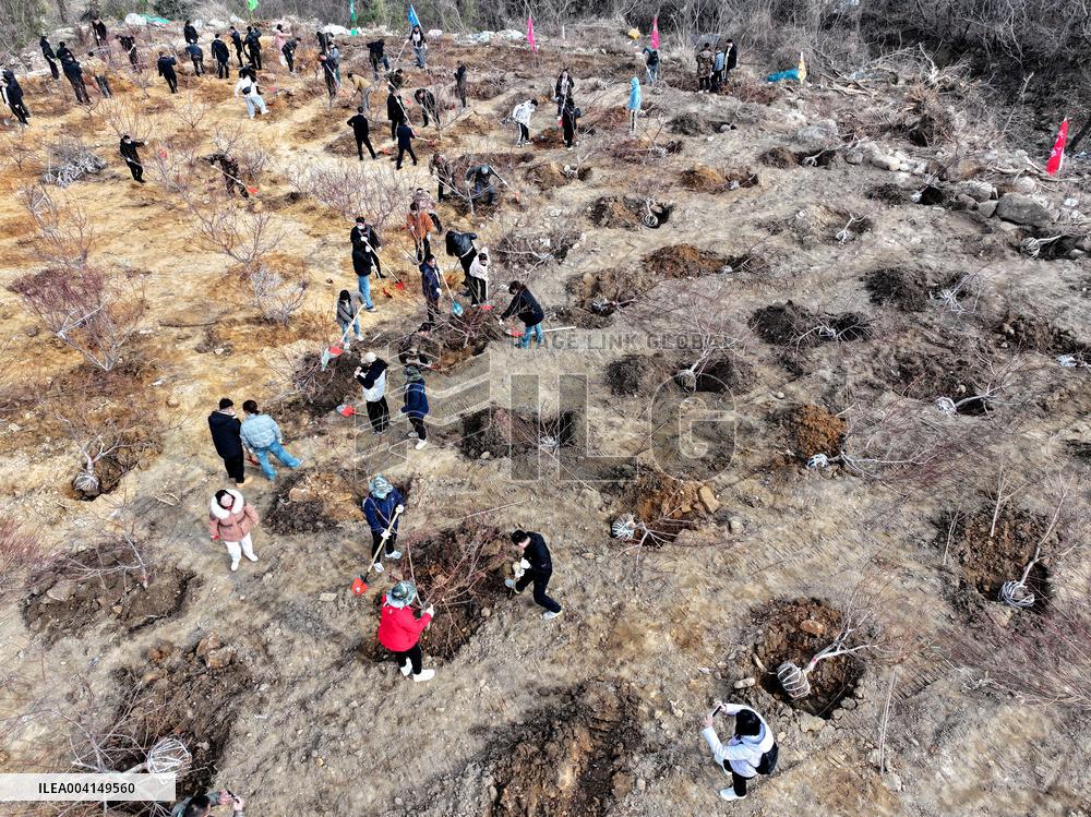 Volunteers Plant Trees in Lianyungang