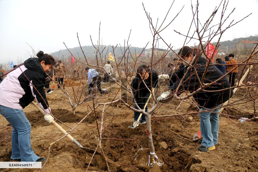 Volunteers Plant Trees in Lianyungang