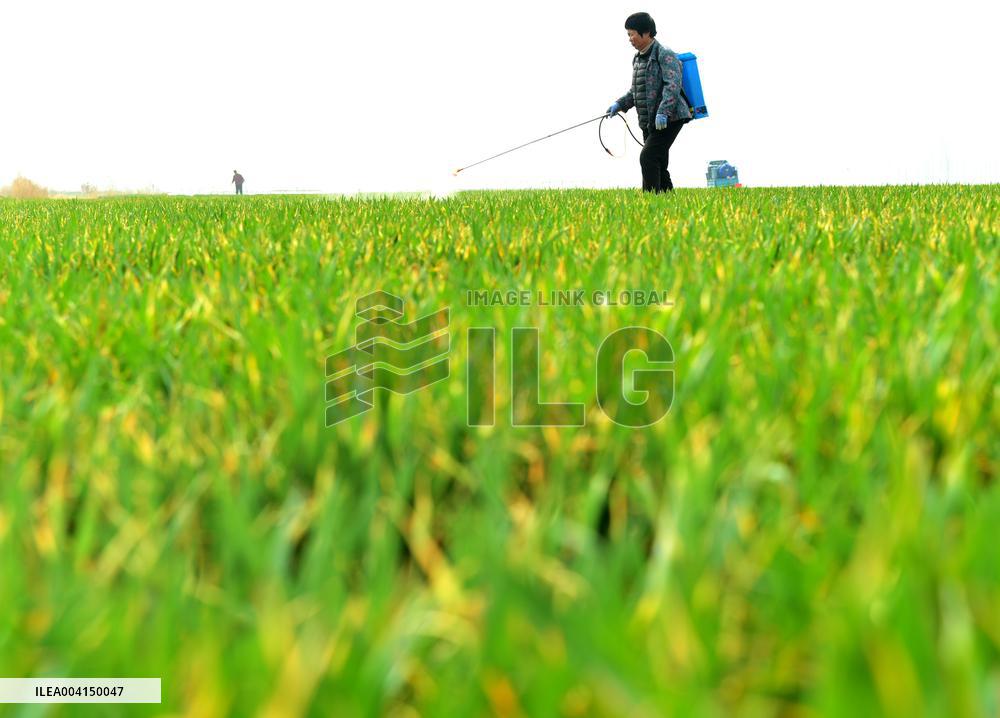 Spring Field Management in Zaozhuang