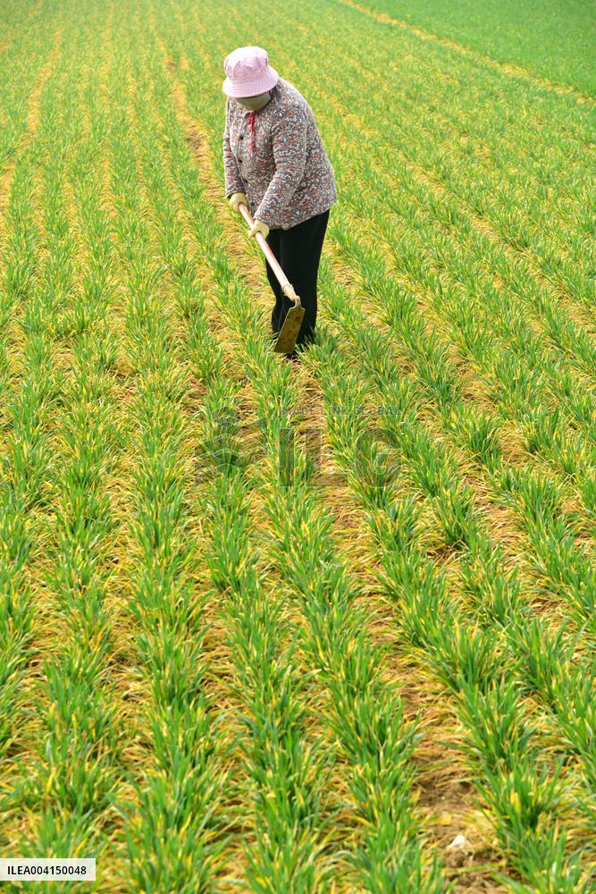 Spring Field Management in Zaozhuang