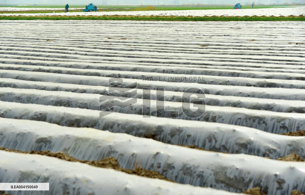 Spring Field Management in Zaozhuang