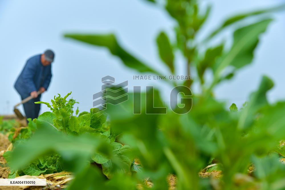 Spring Field Management in Zaozhuang