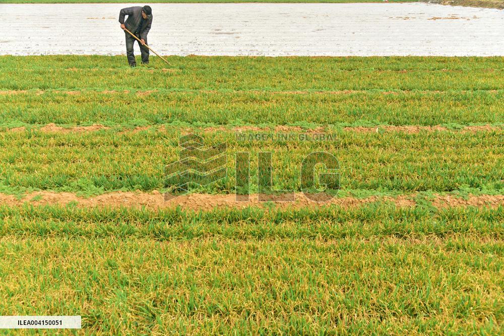 Spring Field Management in Zaozhuang
