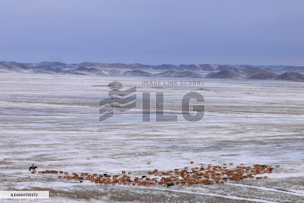 Herdsmen Drives Livestock To Spring Pasture in Altay
