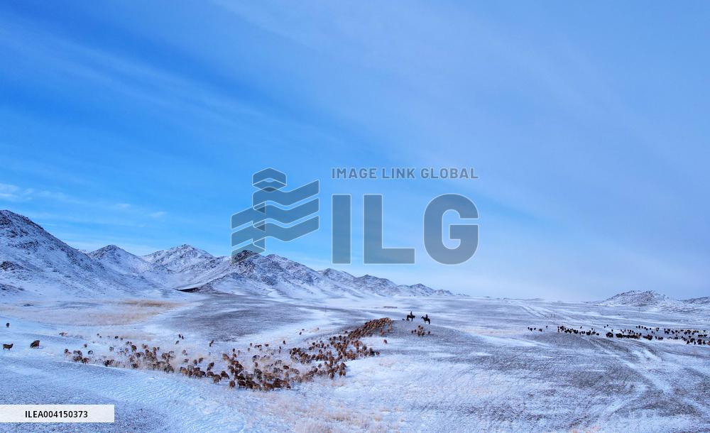 Herdsmen Drives Livestock To Spring Pasture in Altay