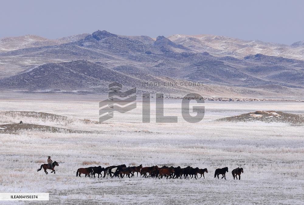 Herdsmen Drives Livestock To Spring Pasture in Altay