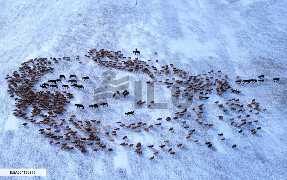 Herdsmen Drives Livestock To Spring Pasture in Altay