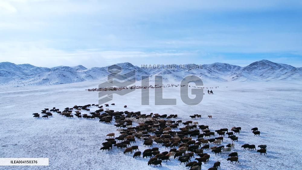 Herdsmen Drives Livestock To Spring Pasture in Altay
