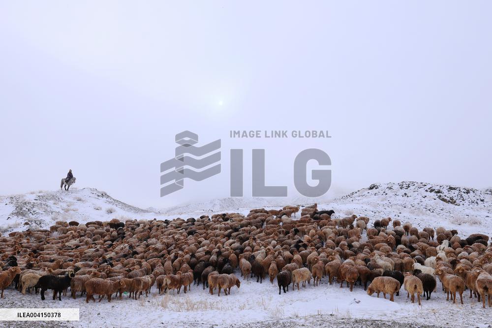 Herdsmen Drives Livestock To Spring Pasture in Altay
