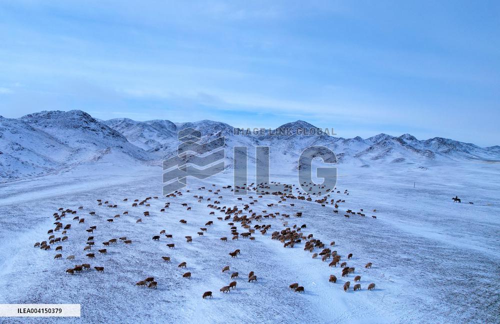 Herdsmen Drives Livestock To Spring Pasture in Altay