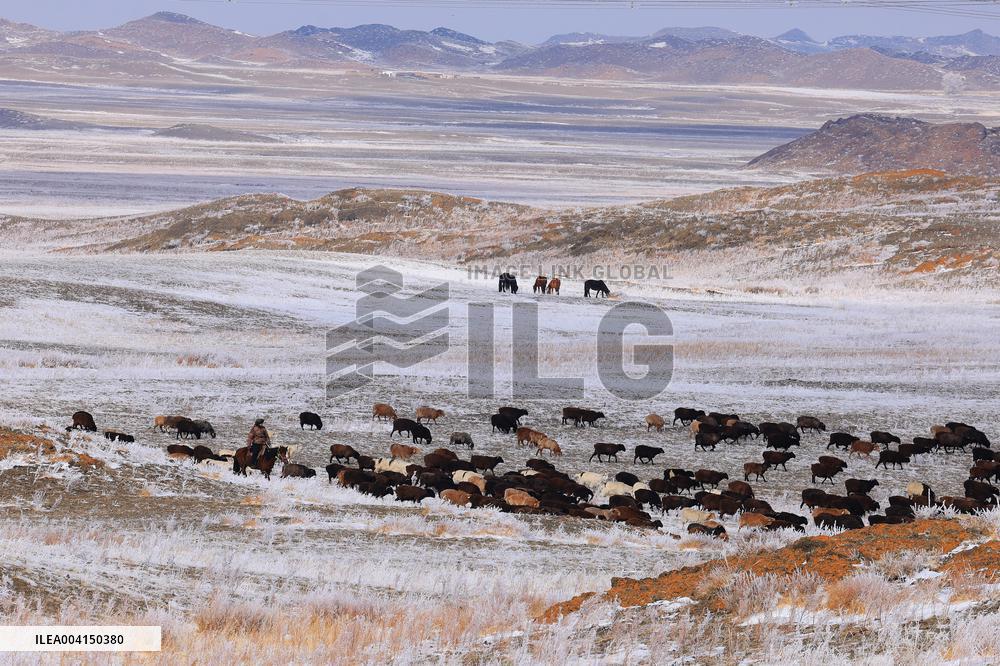 Herdsmen Drives Livestock To Spring Pasture in Altay
