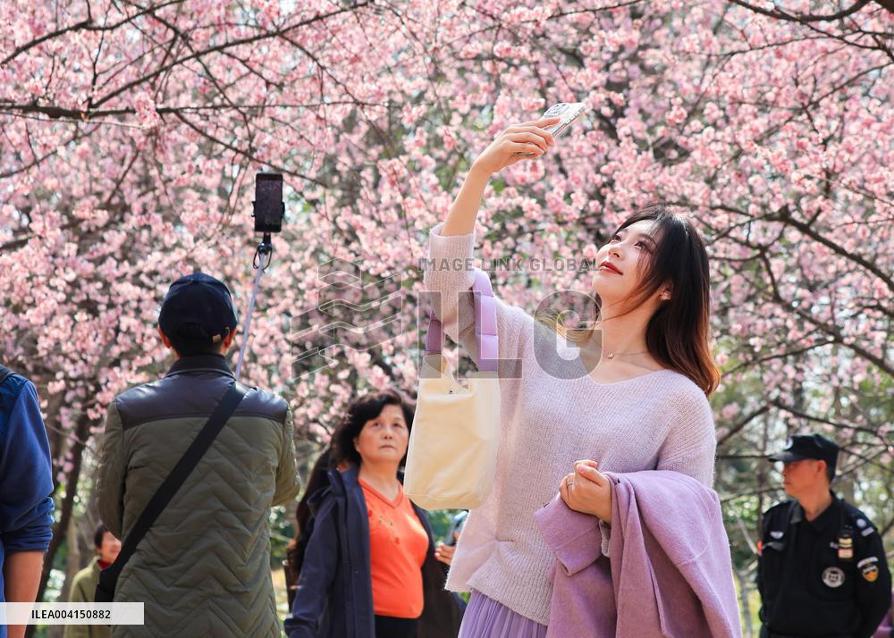 Cherry Blossoms at Zhongshan Botanical Garden in Nanjing