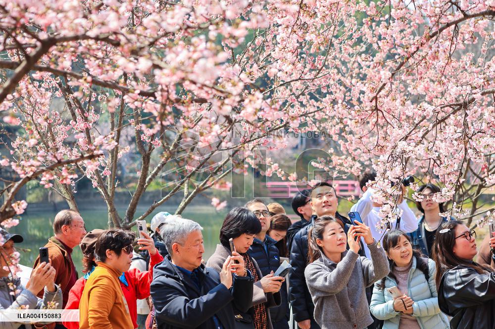 Cherry Blossoms at Zhongshan Botanical Garden in Nanjing