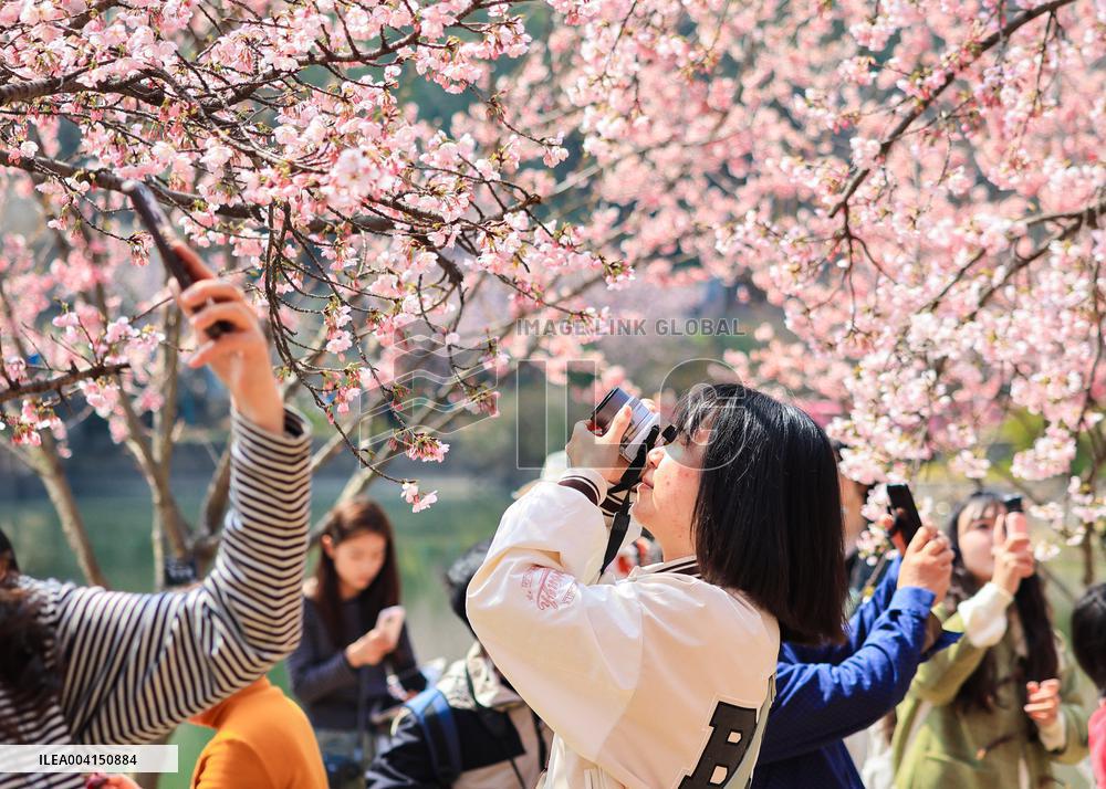 Cherry Blossoms at Zhongshan Botanical Garden in Nanjing