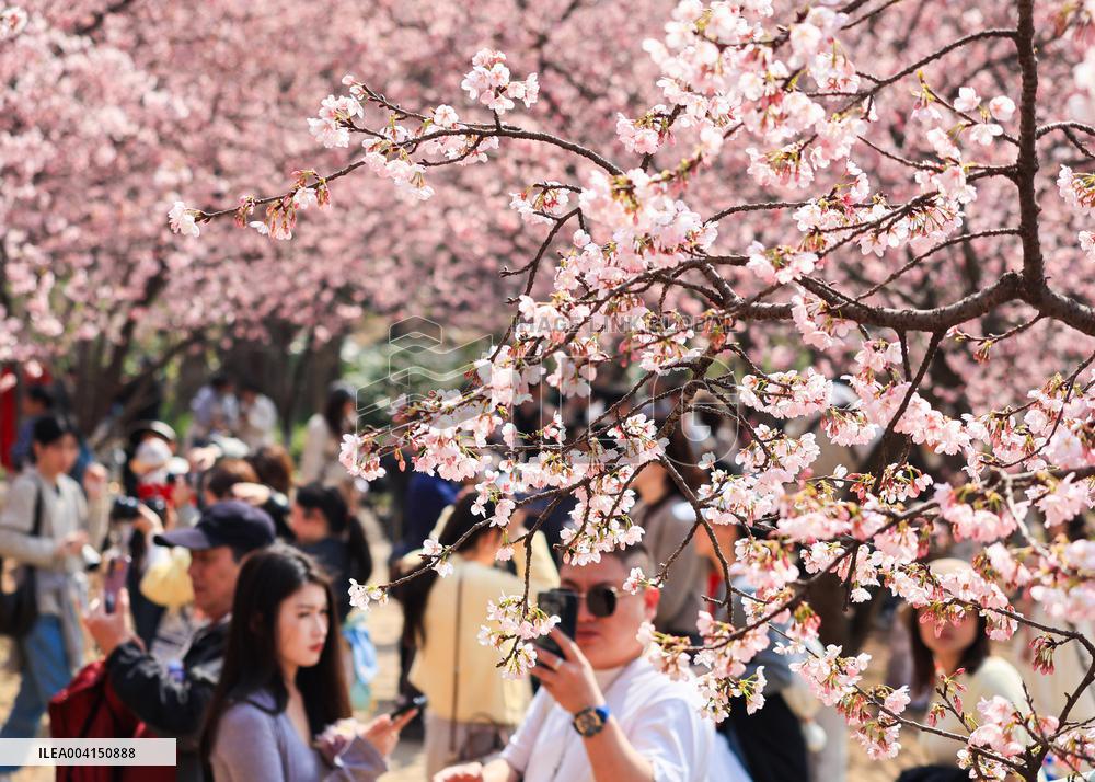 Cherry Blossoms at Zhongshan Botanical Garden in Nanjing