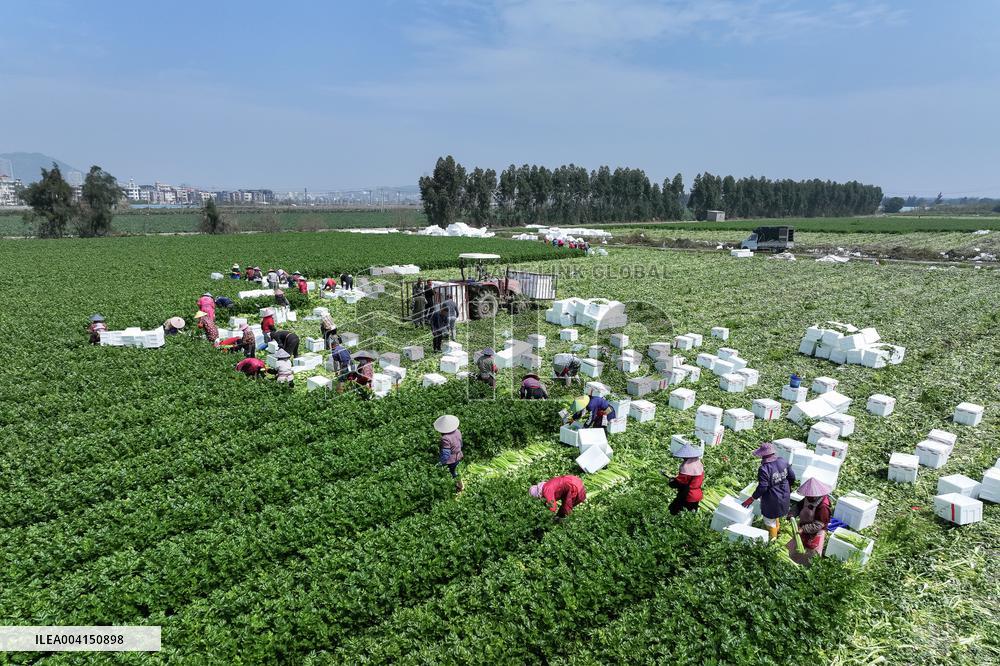 Farmers Harvest Celery in Fuqing