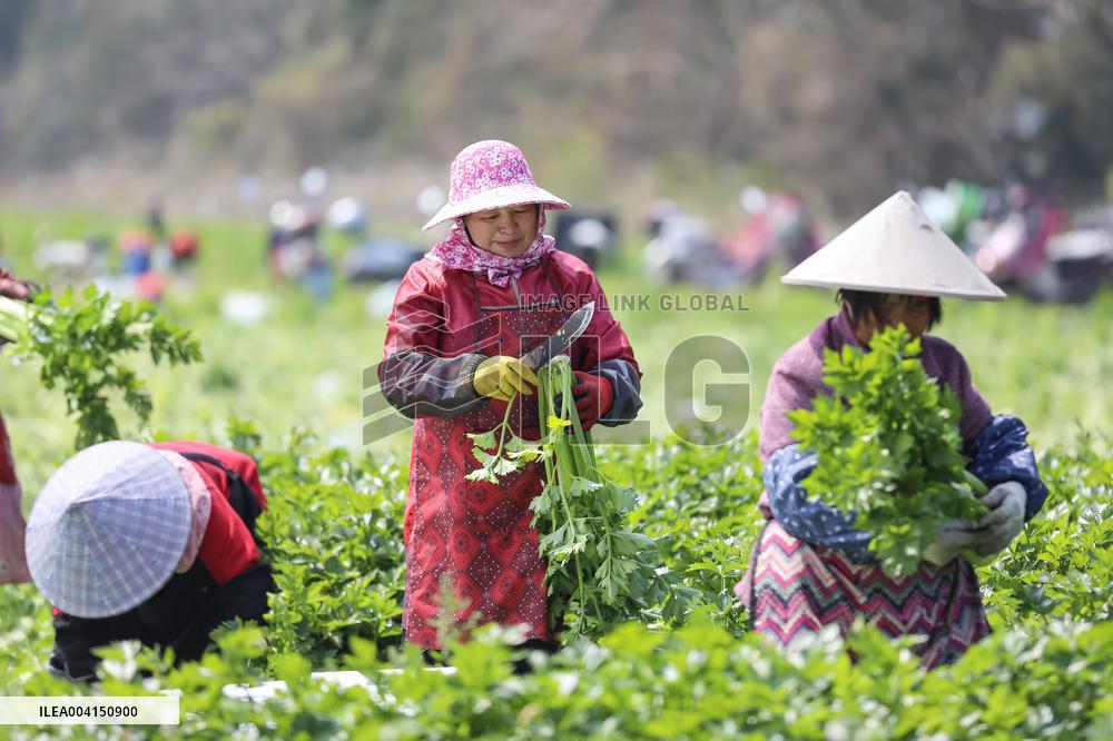 Farmers Harvest Celery in Fuqing