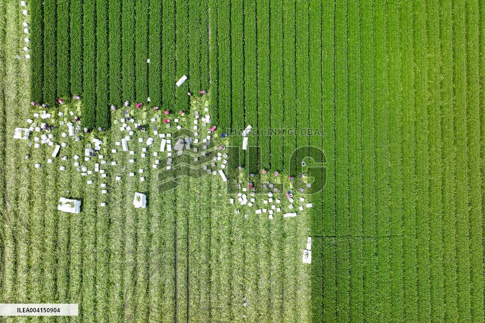 Farmers Harvest Celery in Fuqing