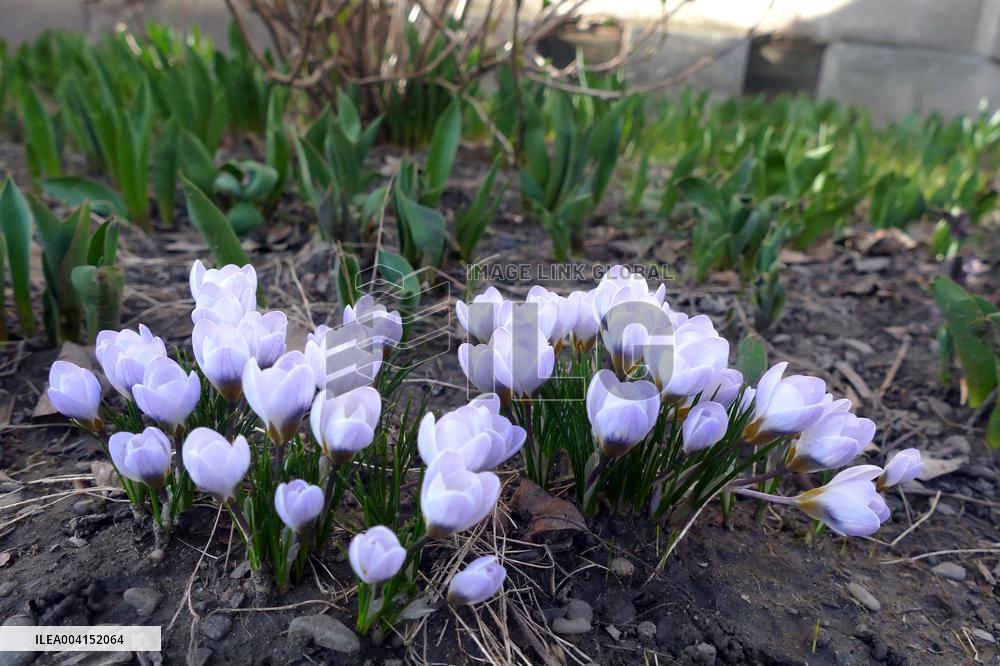 Spring flowers in Uzhhorod