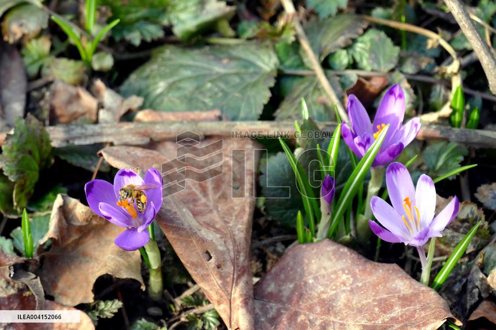 Spring flowers in Uzhhorod