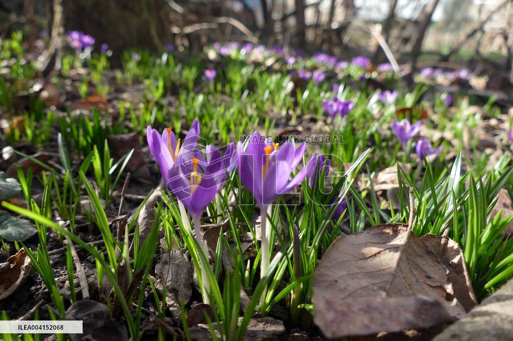 Spring flowers in Uzhhorod