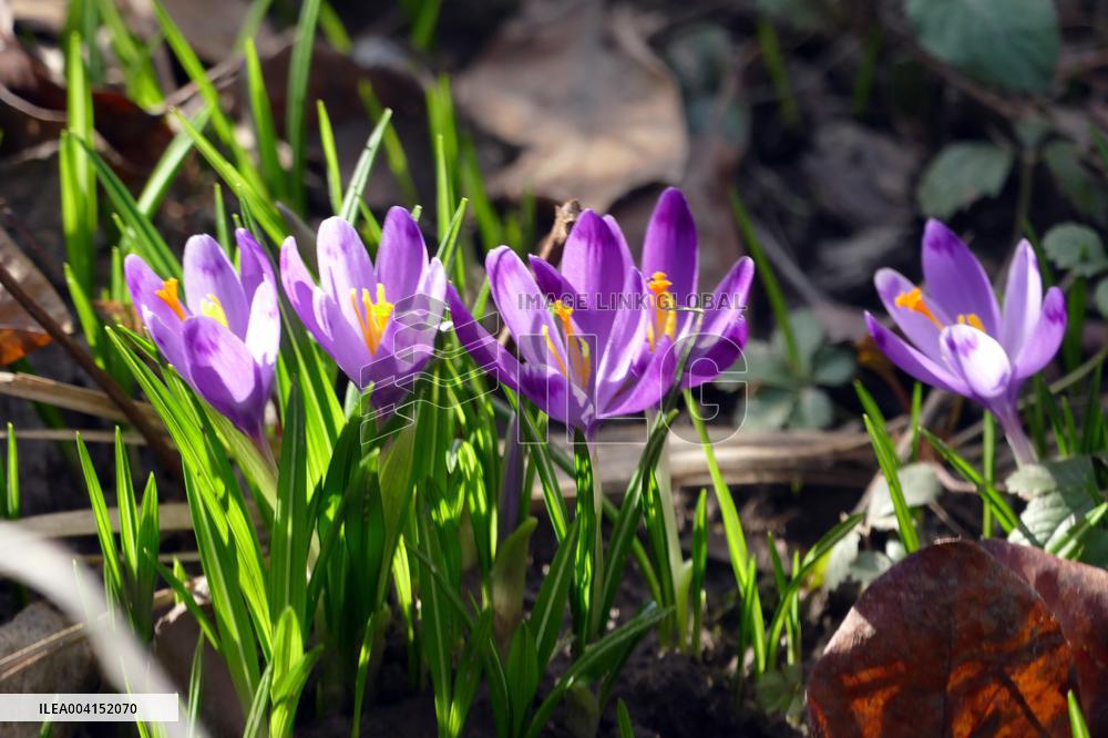 Spring flowers in Uzhhorod