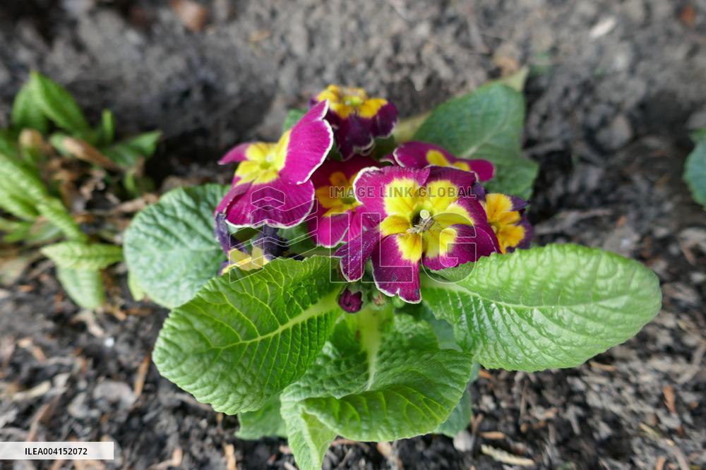 Spring flowers in Uzhhorod