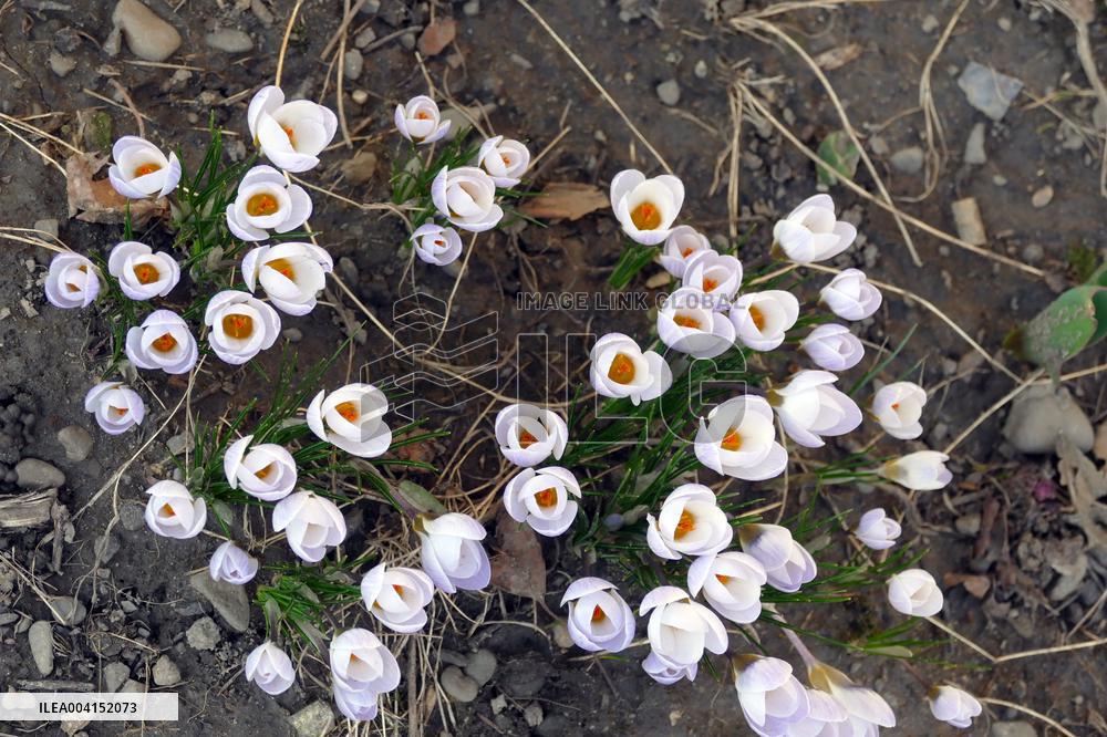 Spring flowers in Uzhhorod