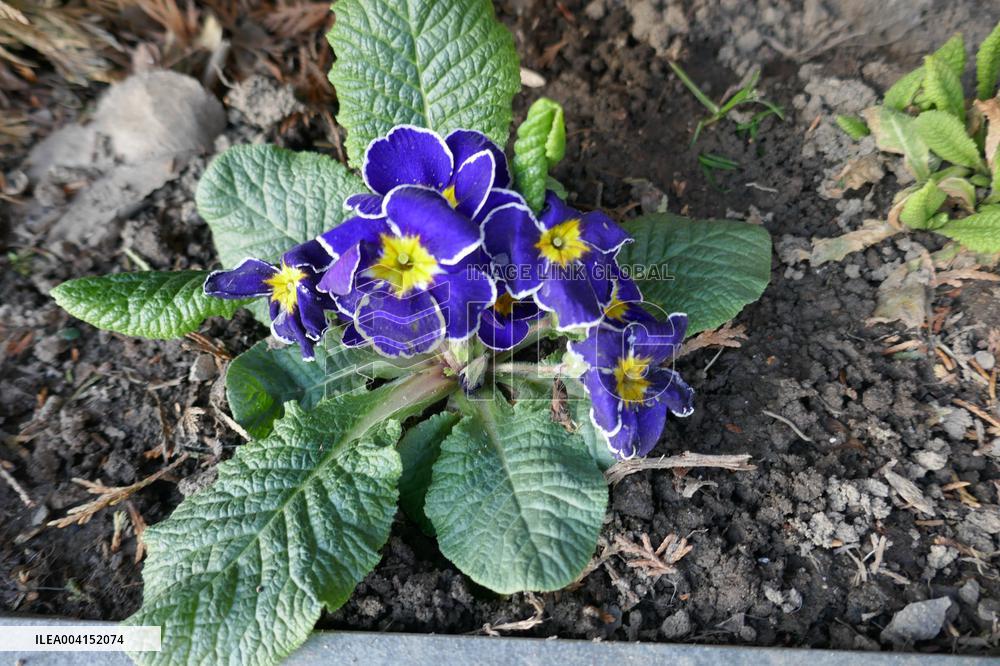 Spring flowers in Uzhhorod