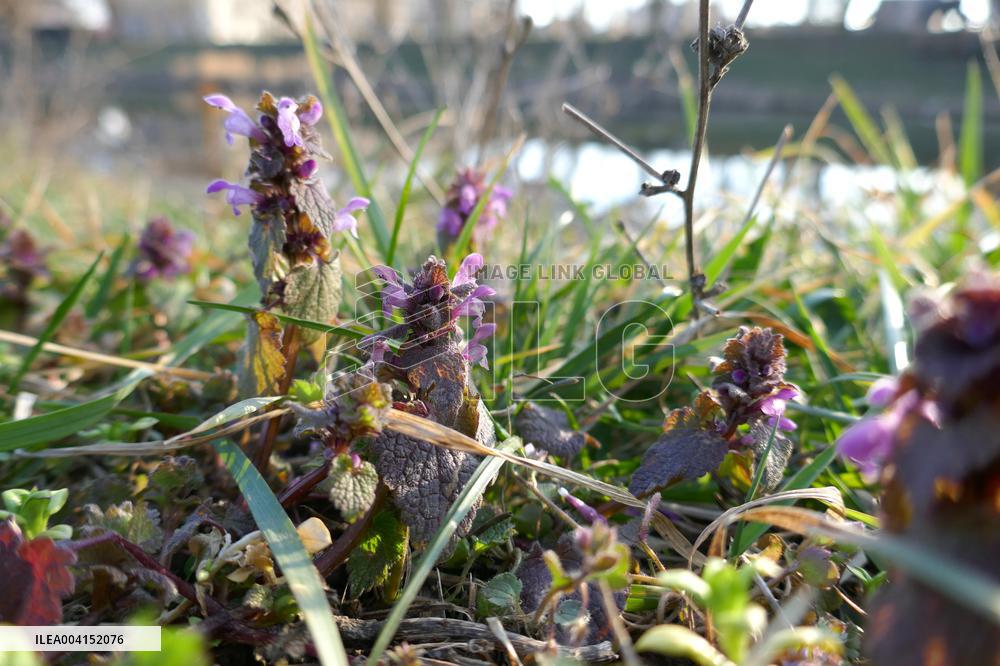Spring flowers in Uzhhorod
