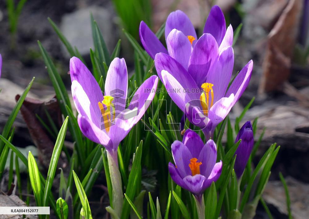Spring flowers in Uzhhorod