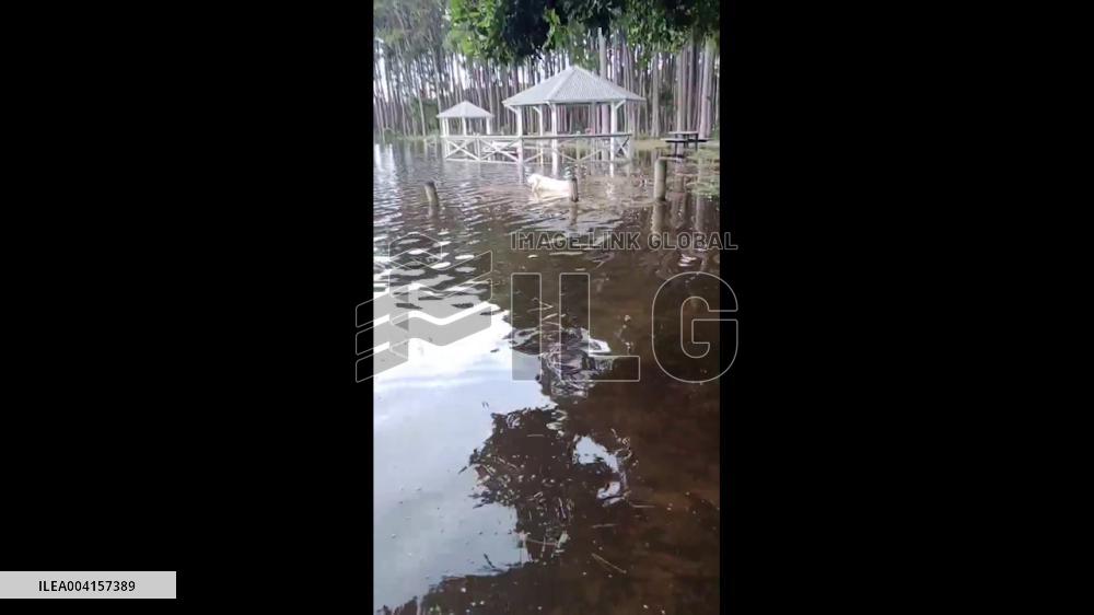 Australia: Gold Coast Dogs Play in Floodwater After Cyclone Alfred