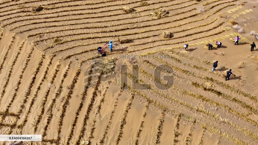 Prevent And Control Desertification in Zhangye