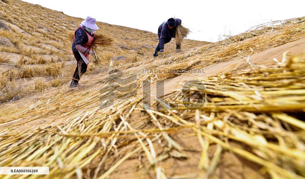 Prevent And Control Desertification in Zhangye