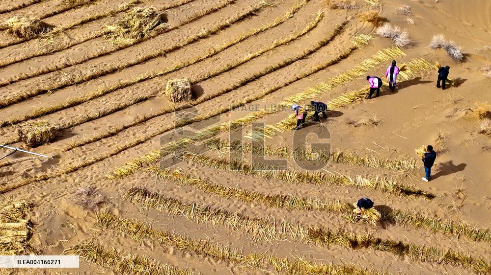 Prevent And Control Desertification in Zhangye