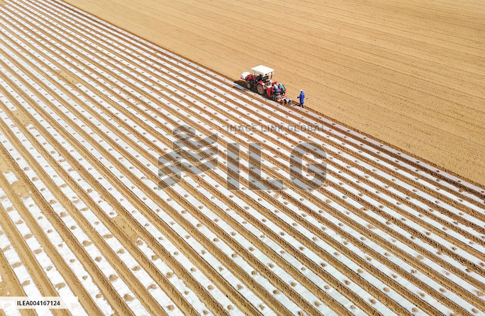 Smart Agriculture in Qingdao