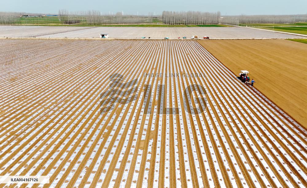 Smart Agriculture in Qingdao