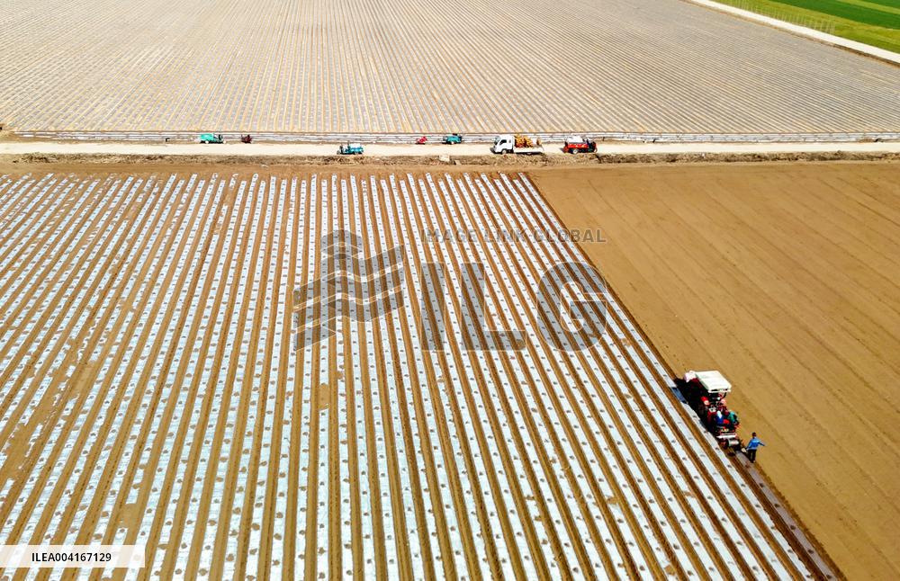 Smart Agriculture in Qingdao