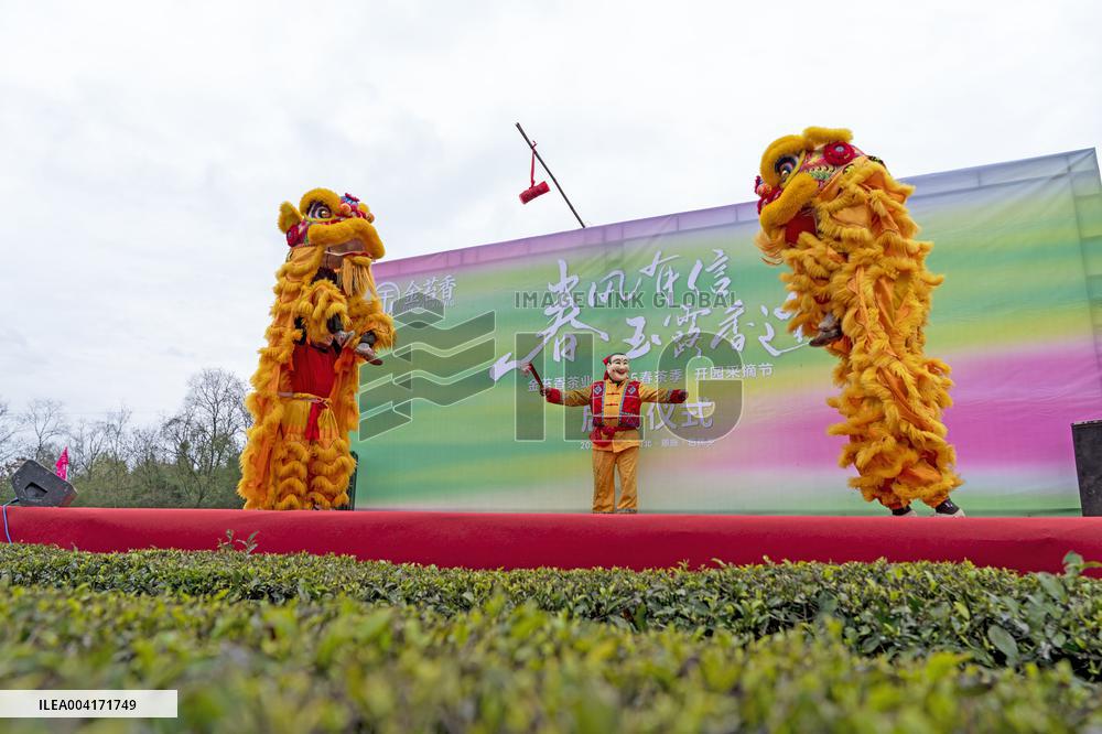 Spring Tea Picking Festival in Enshi