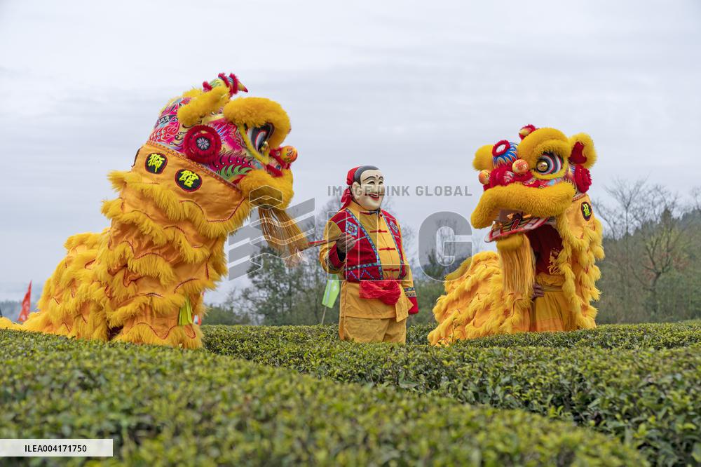 Spring Tea Picking Festival in Enshi