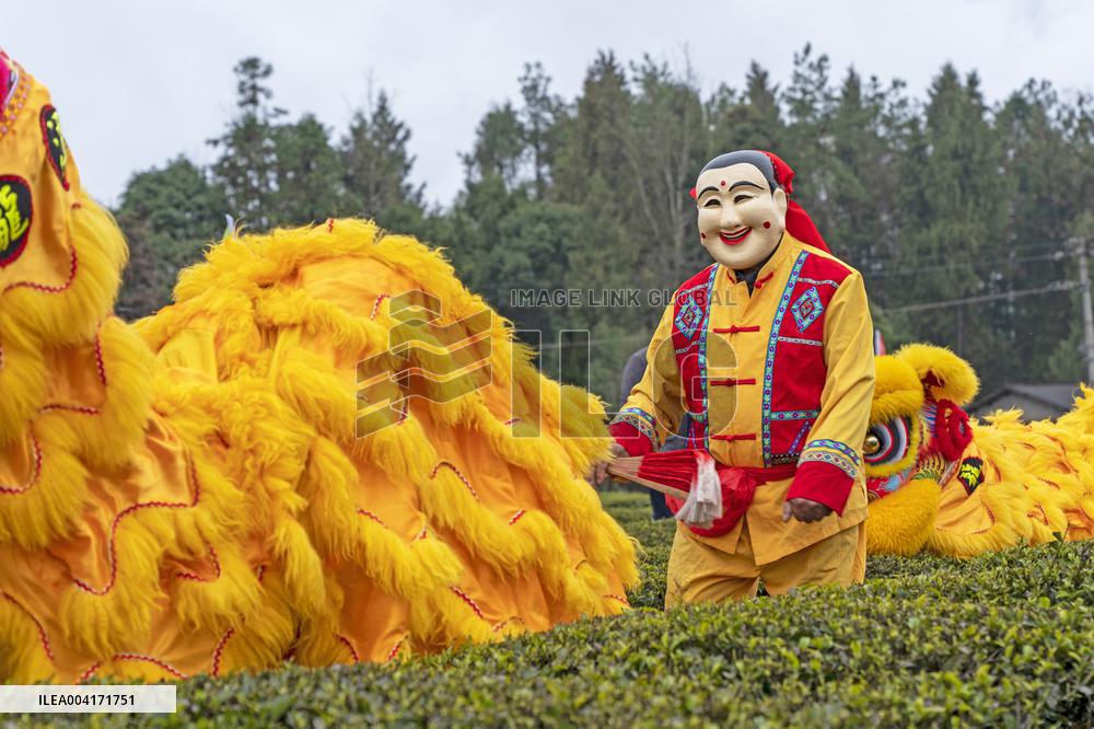 Spring Tea Picking Festival in Enshi