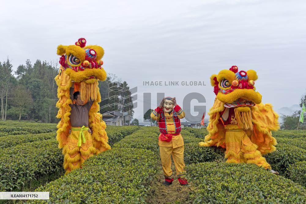 Spring Tea Picking Festival in Enshi