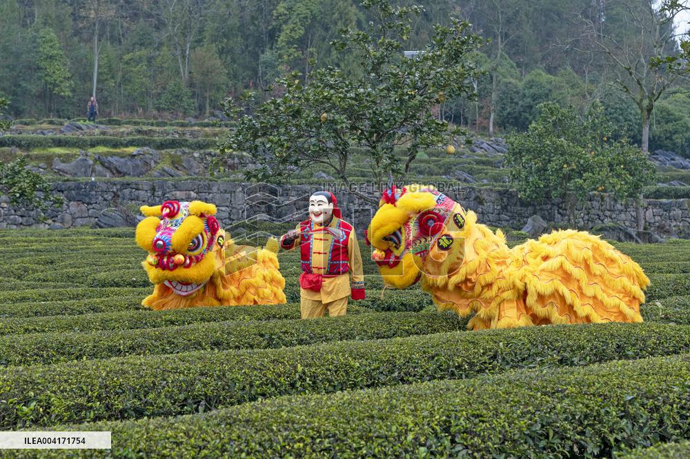 Spring Tea Picking Festival in Enshi