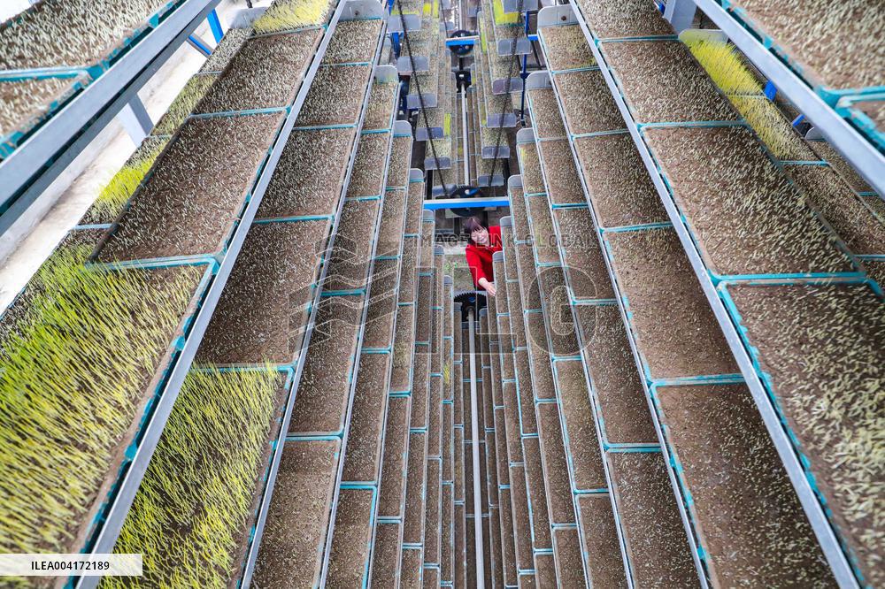 Spring Agriculture - China